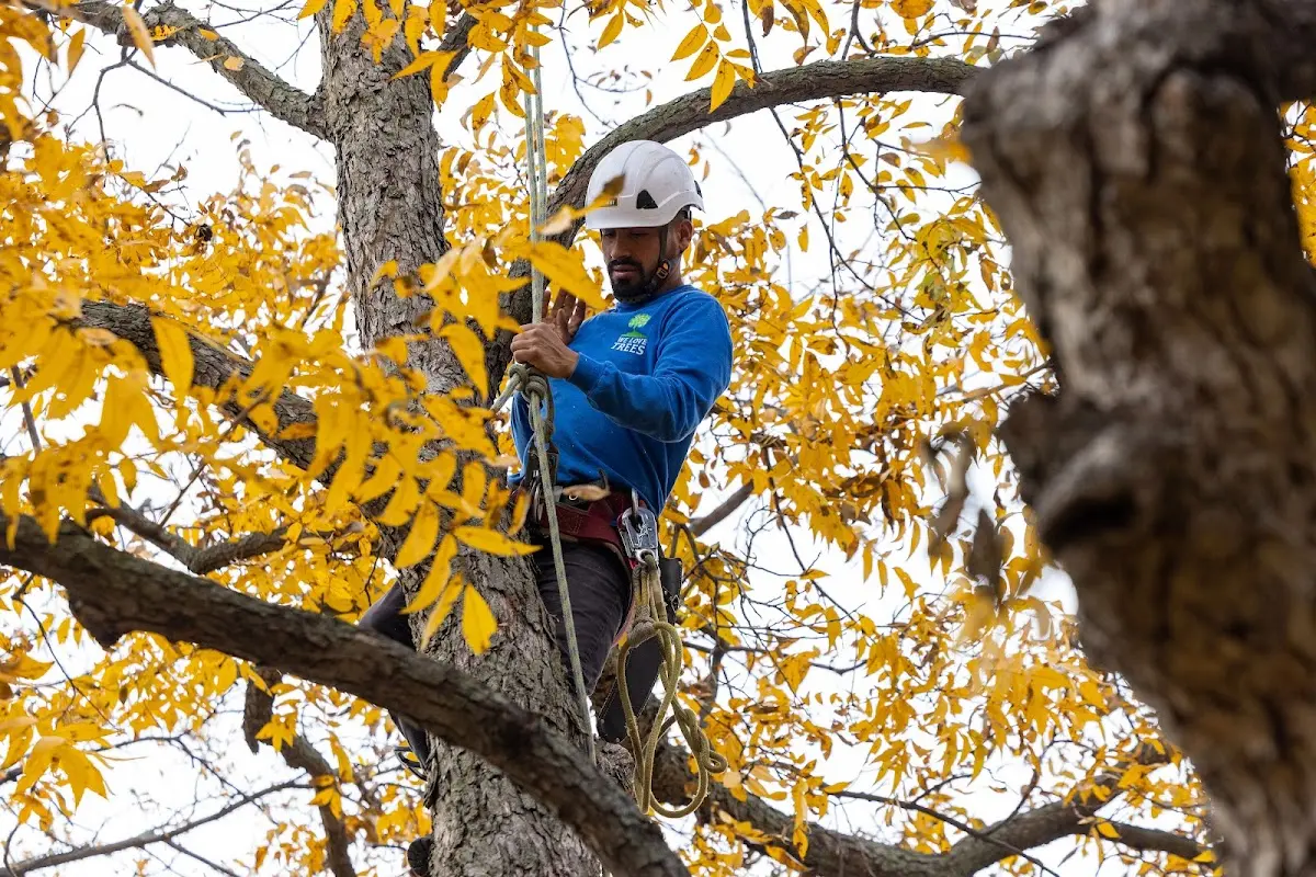 Skilled Tree Trimming crew working in Crawley